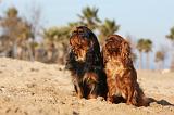 KING CHARLES SPANIEL 020